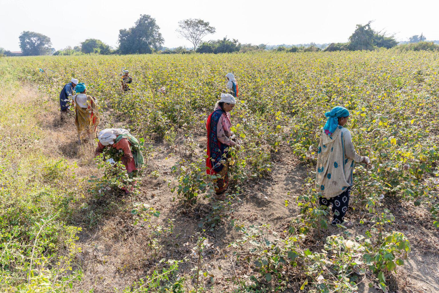 What does our Fertilizer Franchise deal in?